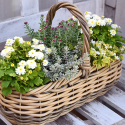 寒さに強い！「マトリカリア＆花かんざし」寄せ植え　※完成品 鉢花 寄せ植え ガーデニング 菊 ナチュラル 2枚目の画像