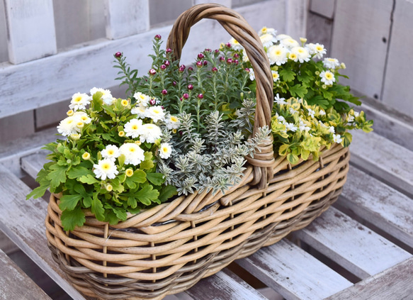 寒さに強い！「マトリカリア＆花かんざし」寄せ植え　※完成品 鉢花 寄せ植え ガーデニング 菊 ナチュラル 2枚目の画像