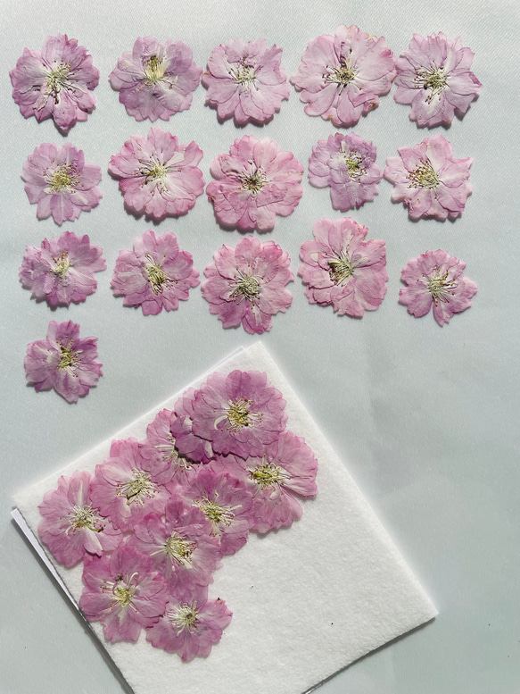 押し花 桜 八重桜 ピンク その他素材 irohana いろはな（色花