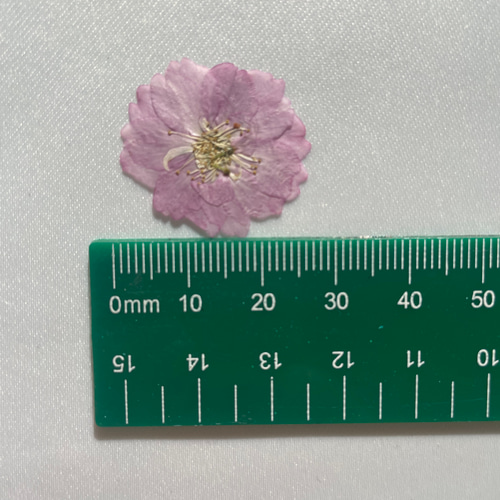 押し花 桜 八重桜 ピンク その他素材 irohana いろはな（色花