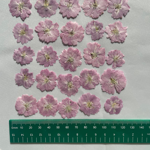 押し花 桜 八重桜 ピンク その他素材 irohana いろはな（色花