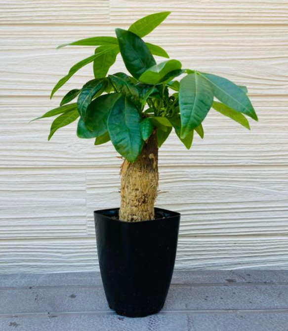 パキラ 観葉植物☆ アートフラワー njt1 通販 18737915｜Creema