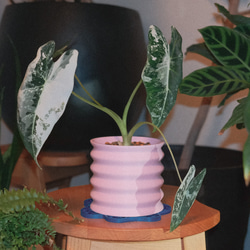 植木鉢 kurva ピンク ✕ 水たまり受け皿セット 3Dプリンター カラフル