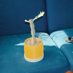 植木鉢 kurva イエロー ✕ 水たまり受け皿セット 3Dプリンター