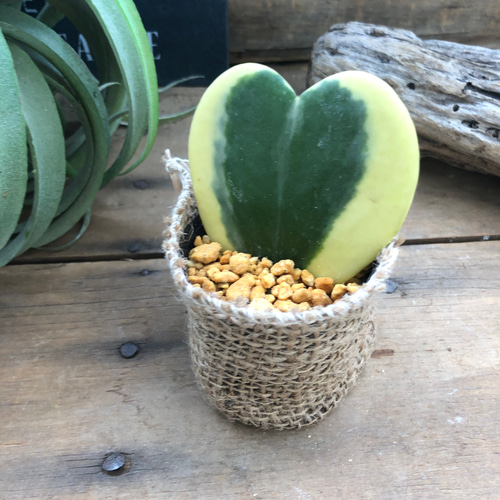 ラブラブハート♡斑入りホヤ♡ハート型の葉♡ホヤ♡観葉植物