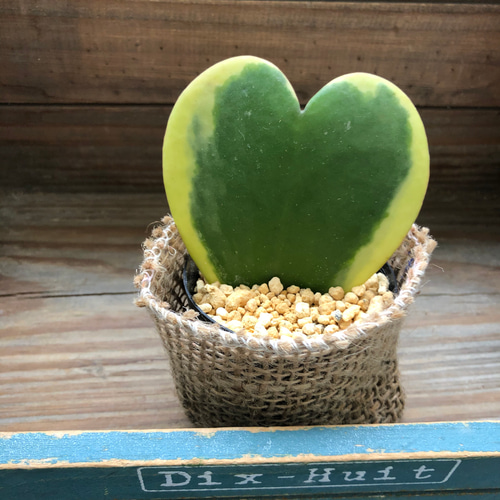 ラブラブハート♡斑入りホヤ♡ハート型の葉♡ホヤ♡観葉植物