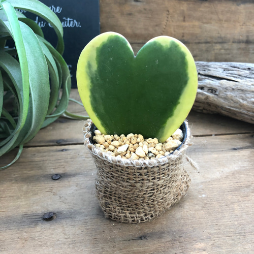 迷彩柄植物 ラブリーハート 斑入 可愛いハートの葉 迷彩柄植物 ラブリーハート 斑入 可愛いハートの葉