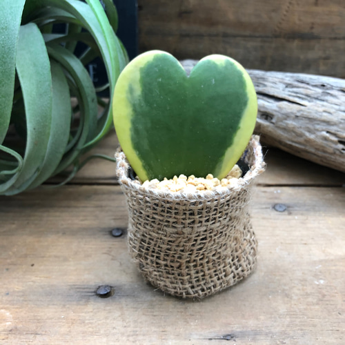 ラブラブハート♡斑入りホヤ♡ハート型の葉♡ホヤ♡観葉植物