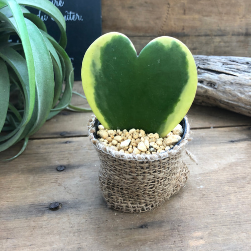ラブラブハート♡斑入りホヤ♡ハート型の葉♡ホヤ♡観葉植物