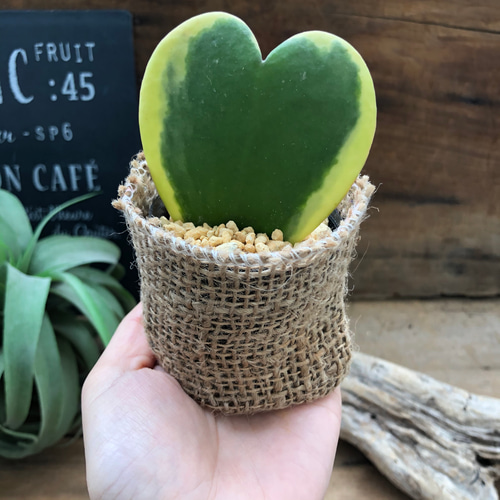 ラブラブハート♡斑入りホヤ♡ハート型の葉♡ホヤ♡観葉植物