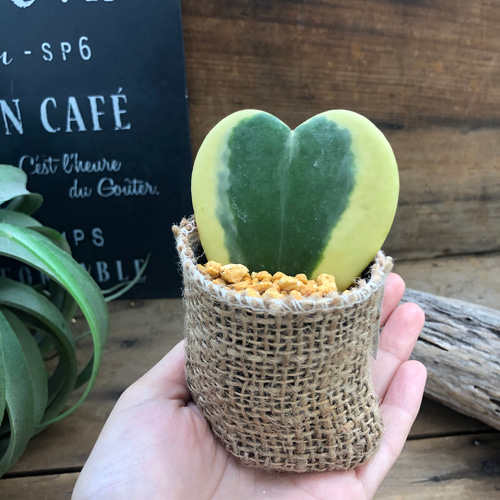 ラブラブハート♡斑入りホヤ♡ハート型の葉♡ホヤ♡観葉植物