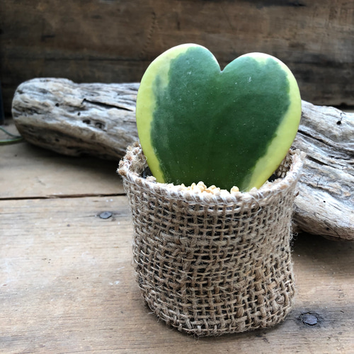 ラブラブハート♡斑入りホヤ♡ハート型の葉♡ホヤ♡観葉植物