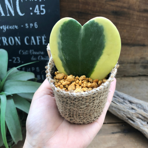 ４色迷彩 希少品種 ラブリーハート 超希少°レア品種 迷彩柄ラブリーハート 斑入り《現品 》期間限定