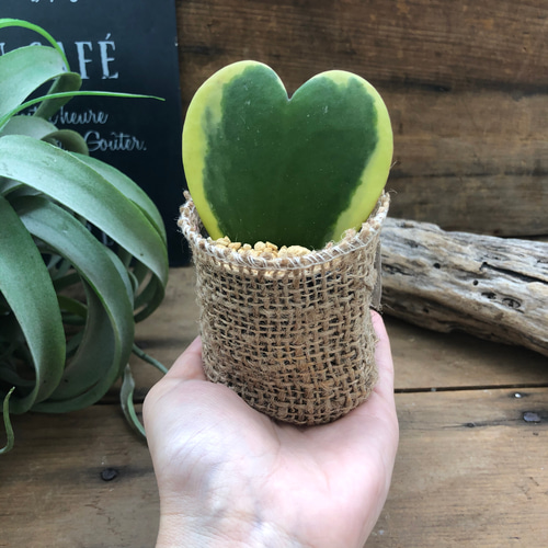 迷彩柄植物 ラブリーハート 斑入 可愛いハートの葉 迷彩柄植物 ラブリーハート 斑入 可愛いハートの葉 sddefault.jpg