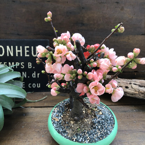 祝い桜♡ボケ♡観葉植物♡イワイザクラ♡可愛い♡ アート