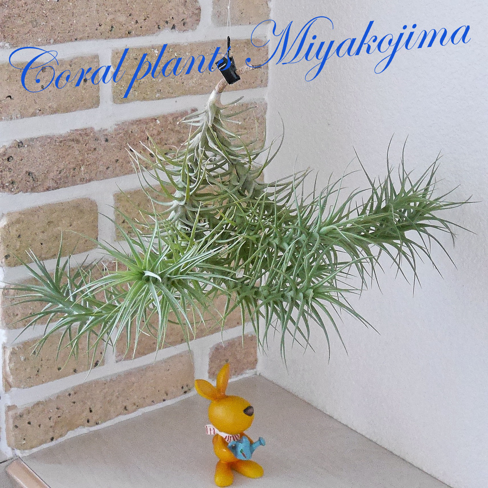 ヘビ 巳年 縁起物 アエラントス・ベルゲリ 特大サイズ 激美 レアな 七股のオロチ 大蛇 ハンギングタイプ 返品不可作品