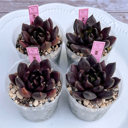 GWセール　多肉植物　チョコゴーサ　韓国苗 多肉植物 ダークチョコレート 韓国苗 多肉植物 pariʚ