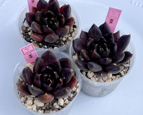 7cb466c3bd2dd028712e984afedcb5