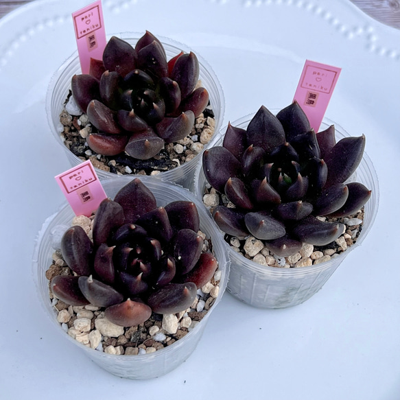 多肉植物 黒鳥 韓国苗 多肉植物 pariʚ❤︎ɞtaniku