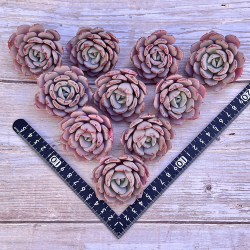 多肉植物 アイスパープル 韓国苗 多肉植物 pariʚ❤︎ɞtaniku