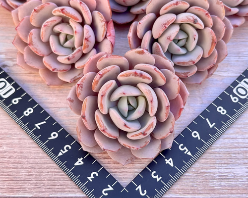 アイスパープル◎多肉植物 カット苗 韓国苗 エケベリア等 多肉植物 アイスパープル 韓国苗 多肉植物 pariʚ❤︎ɞtaniku