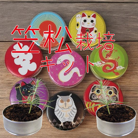 招福！笠松栽培キット 盆栽 antique art nozomi 通販 18744717｜Creema