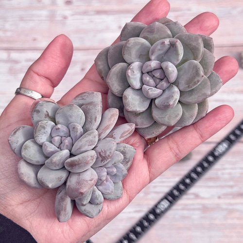 多肉植物 韓国苗 ナオフク様 Amazon｜A！！多肉植物 ザラゴーサhyb 韓国苗 美苗 農園直売