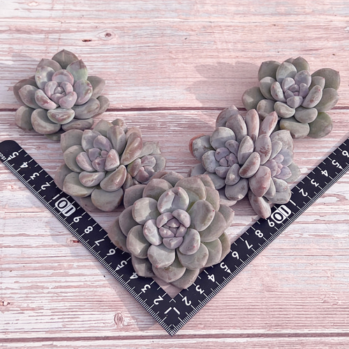 多肉植物 韓国苗 arisu様 多肉植物 アマリナ 韓国苗 多肉植物 pariʚ❤︎ɞtaniku
