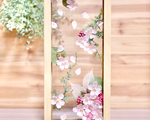 しだれ桜(六義園)水彩画 木製フレーム付き しだれ桜(六義園)水彩画 木製フレーム付き 六義園の第2のしだれ