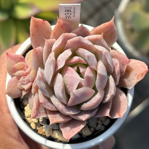 人気レア品種！☆風の花（子株付き）多肉植物 自家繁殖 国産 多肉植物
