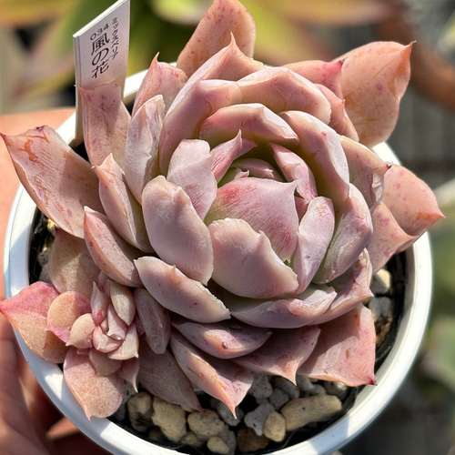 多肉植物 花芽付き 中型*3 ❇︎ #多肉植物 もう、二回り小さかったら可愛いのに。 #交配苗