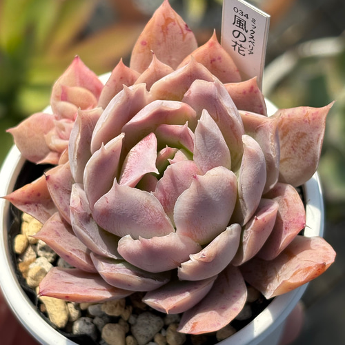 人気レア品種！☆風の花（子株付き）多肉植物 自家繁殖 国産