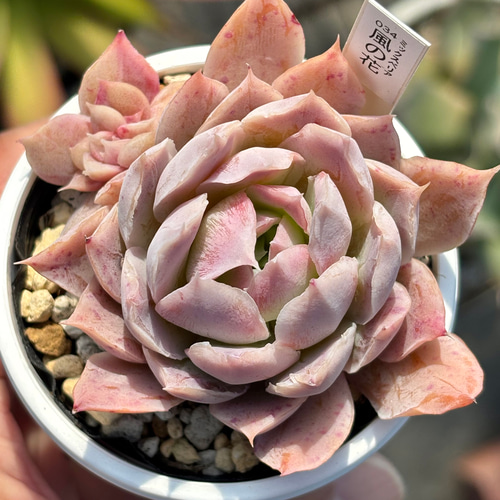 希少【多肉植物写真集】 国際多肉植物協会 希少【多肉植物写真集】 国際多肉植物協会 多肉植物写真集
