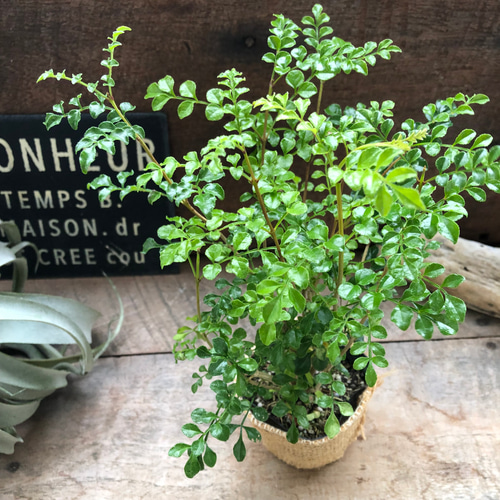 シマトネリコ♡初心者の方に♡ガーデニング♡観葉植物♡インテリア
