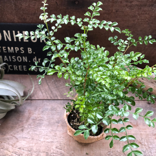 シマトネリコ♡初心者の方に♡ガーデニング♡観葉植物♡インテリア