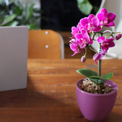 胡蝶蘭♡縁起物♡幸福が飛んでくる♡ミニサイズ♡観葉植物 アート