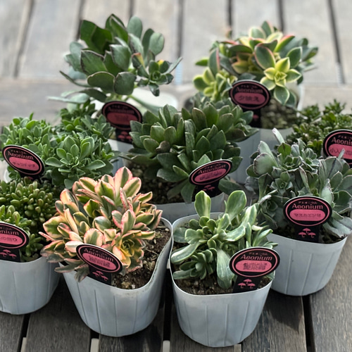 ✳︎アエオニウム✳︎9種 大きめ3.5号ポット 可愛い モリモリの苗 種類