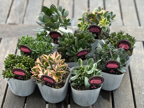 ✳︎アエオニウム✳︎9種 大きめ3.5号ポット 可愛い モリモリの苗 種類