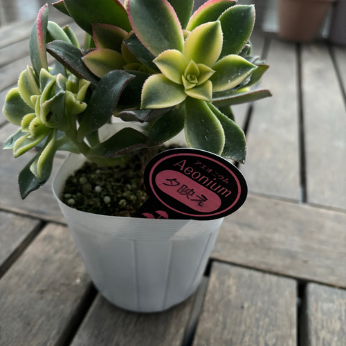 ✳︎アエオニウム✳︎9種 大きめ3.5号ポット 可愛い モリモリの苗 種類