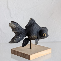 ぷっくり福金（黒出目金) 3枚目の画像