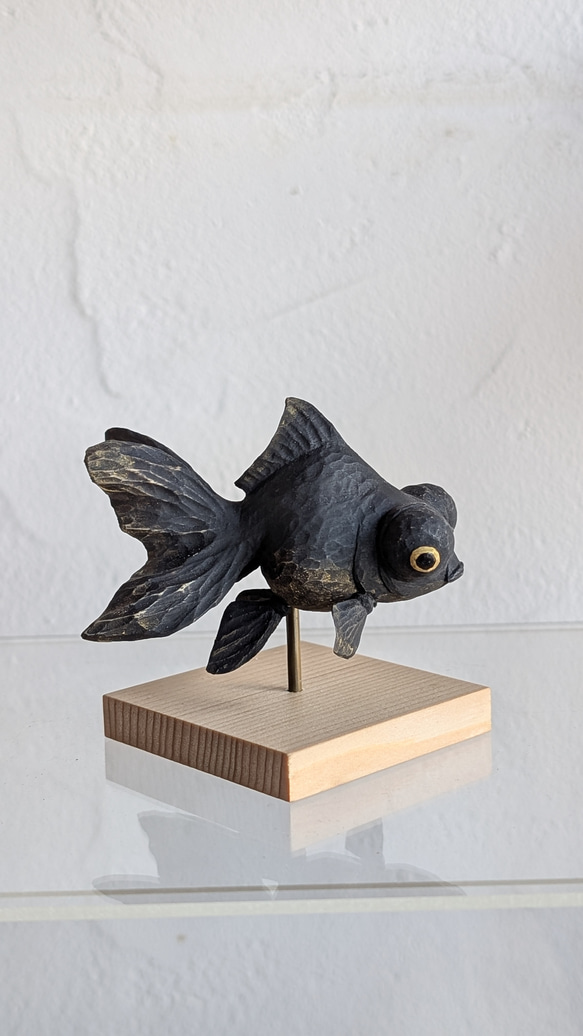 ぷっくり福金（黒出目金) 3枚目の画像