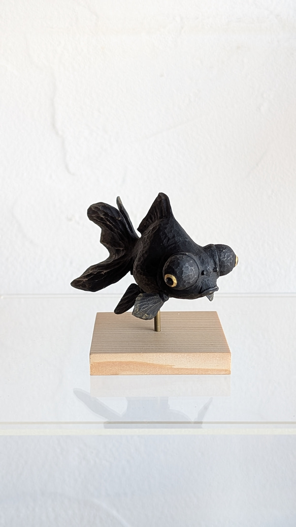 ぷっくり福金（黒出目金) 1枚目の画像