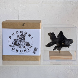 ぷっくり福金（黒出目金) 4枚目の画像