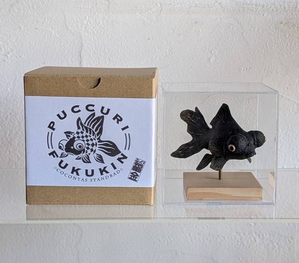 ぷっくり福金（黒出目金) 4枚目の画像