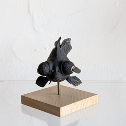 ぷっくり福金（黒出目金) 2枚目の画像