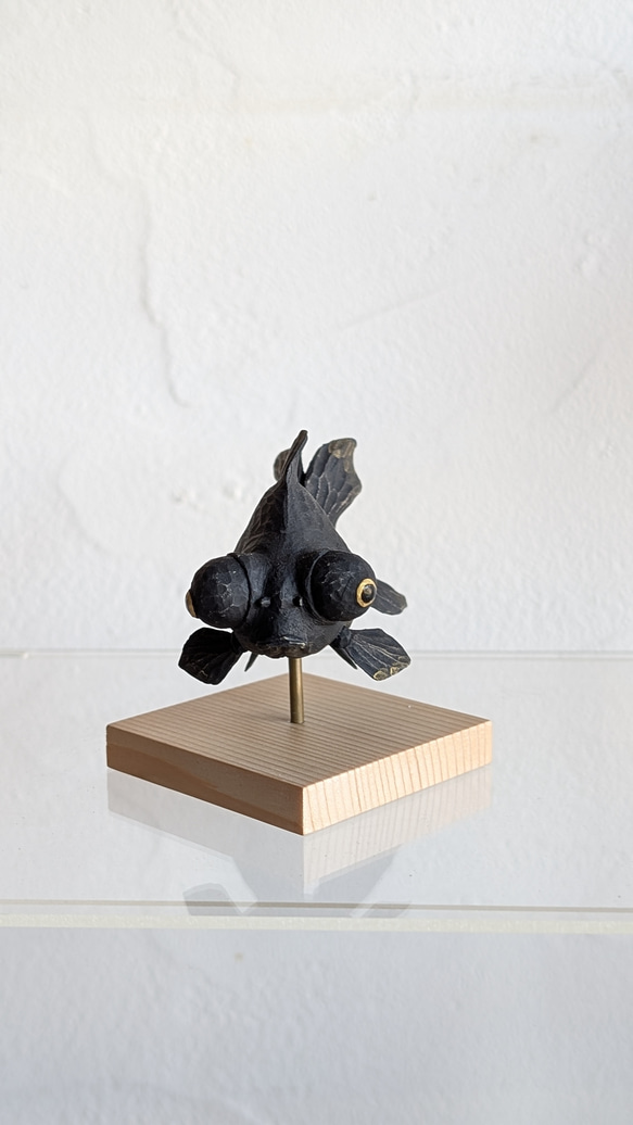 ぷっくり福金（黒出目金) 2枚目の画像