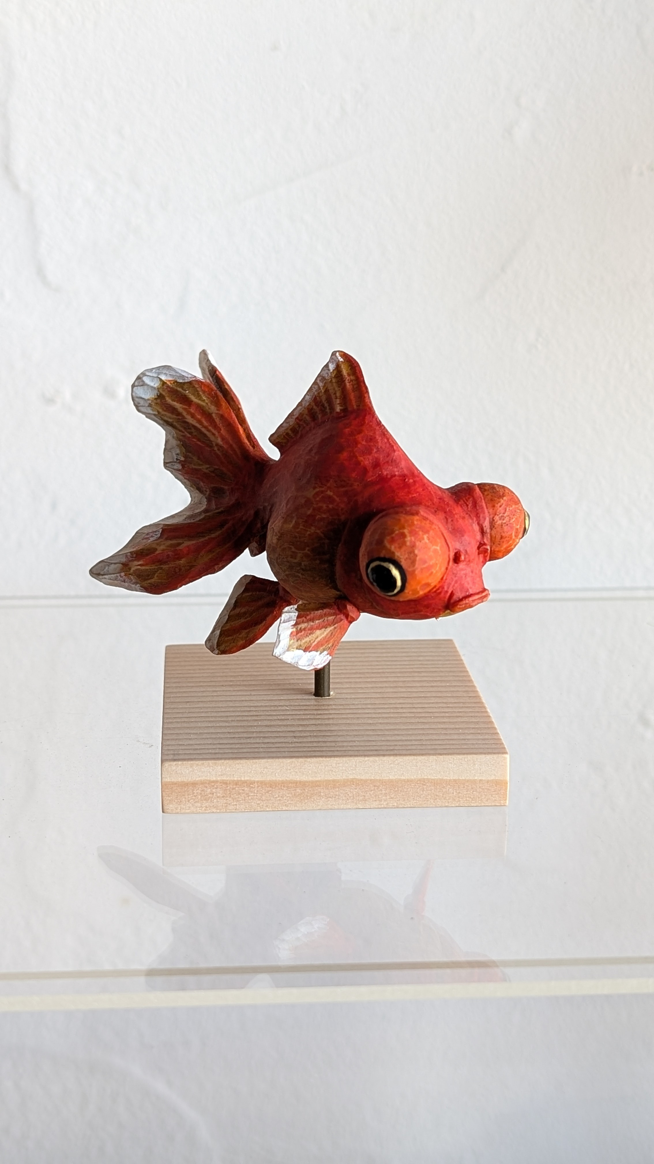 ぷっくり福金（紅出目金)