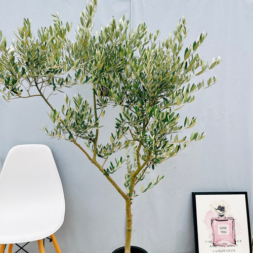 現品］☆Aランク☆ 31番 創樹 オリーブ ミッション 8号 観葉植物