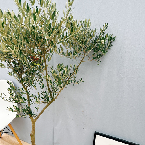 現品］☆Aランク☆ 31番 創樹 オリーブ ミッション 8号 観葉植物