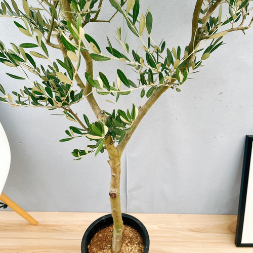 現品］☆Aランク☆ 31番 創樹 オリーブ ミッション 8号 観葉植物